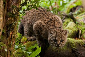 Qué Significa El Cat Y Para Qué Sirve En México 6 gato mexicano tradicional en ambiente rural